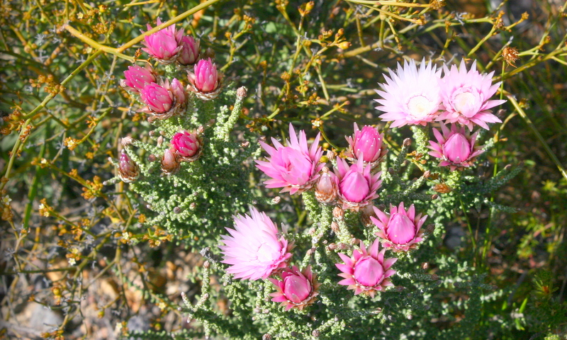 sewejaartjie